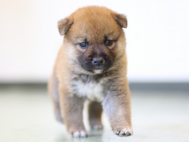 FP5A3167-puppy FP5A3167-puppy