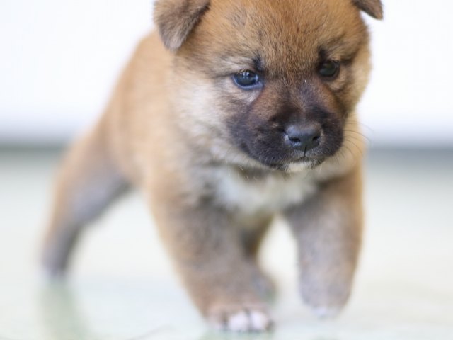 FP5A3173-puppy FP5A3173-puppy