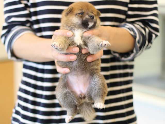 FP5A3181-puppy FP5A3181-puppy