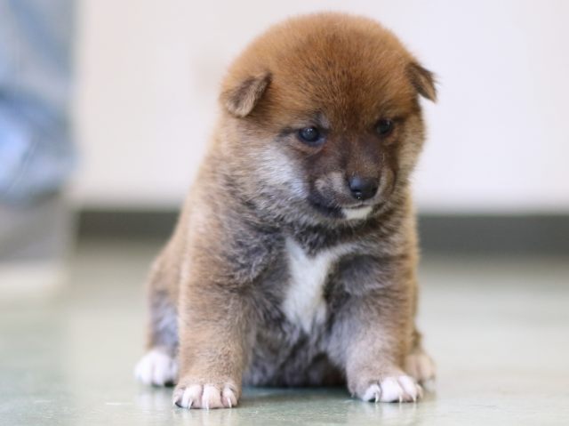 FP5A3195-puppy FP5A3195-puppy
