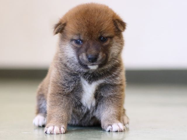 FP5A3200-puppy FP5A3200-puppy