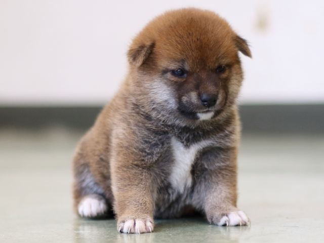 FP5A3205-puppy FP5A3205-puppy
