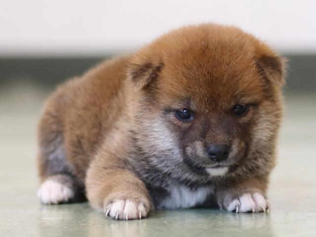 FP5A3217-puppy FP5A3217-puppy