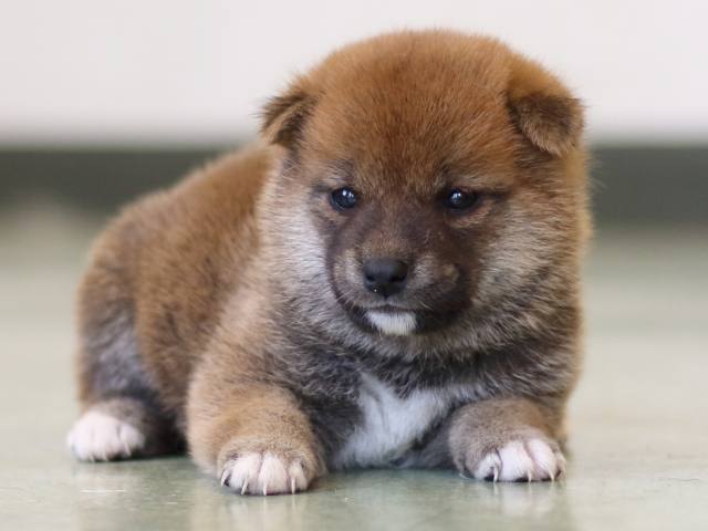 FP5A3224-puppy FP5A3224-puppy