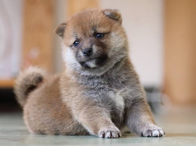 FP5A3278-puppy FP5A3278-puppy