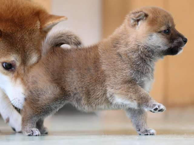 FP5A3281-puppy FP5A3281-puppy