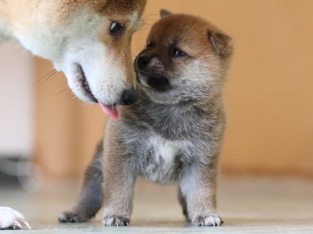 FP5A3290-puppy FP5A3290-puppy