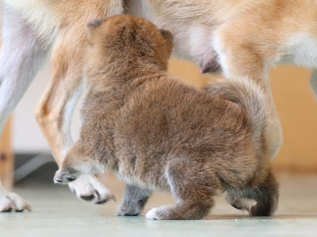 FP5A3297-puppy FP5A3297-puppy