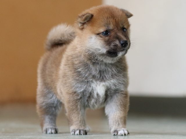 FP5A3306-puppy FP5A3306-puppy