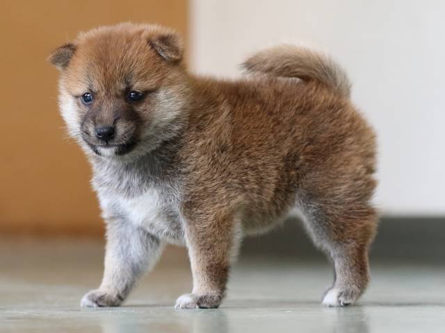 FP5A3317-puppy FP5A3317-puppy