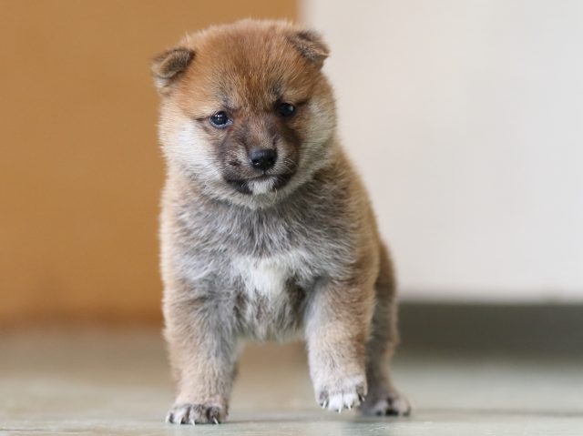 FP5A3324-puppy FP5A3324-puppy