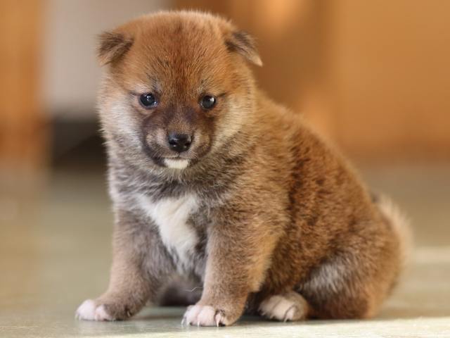 FP5A3381-puppy FP5A3381-puppy