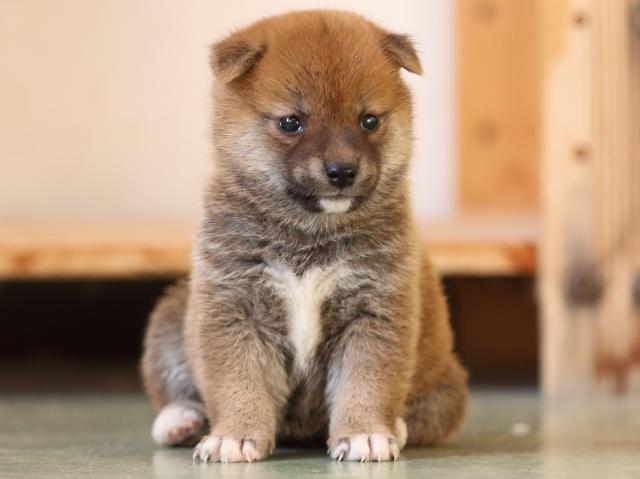 FP5A3402-puppy FP5A3402-puppy