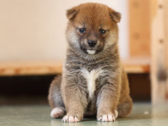 FP5A3409-puppy FP5A3409-puppy
