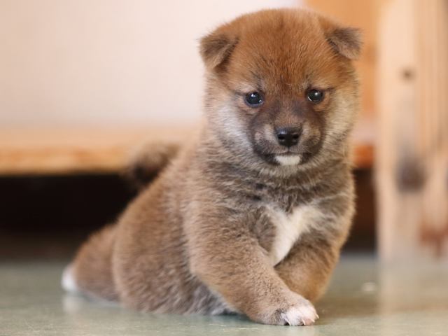 FP5A3423-puppy FP5A3423-puppy