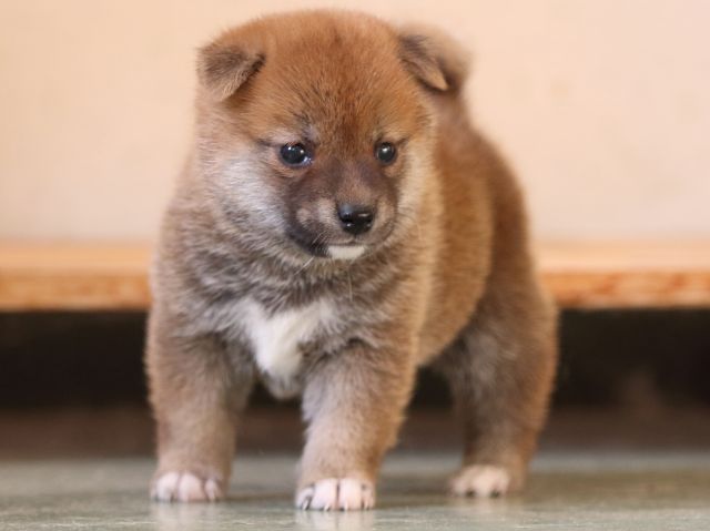 FP5A3448-puppy FP5A3448-puppy