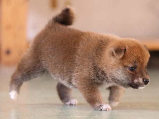 FP5A3469-puppy FP5A3469-puppy