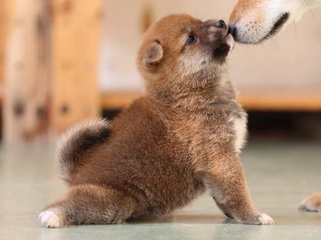 FP5A3480-puppy FP5A3480-puppy