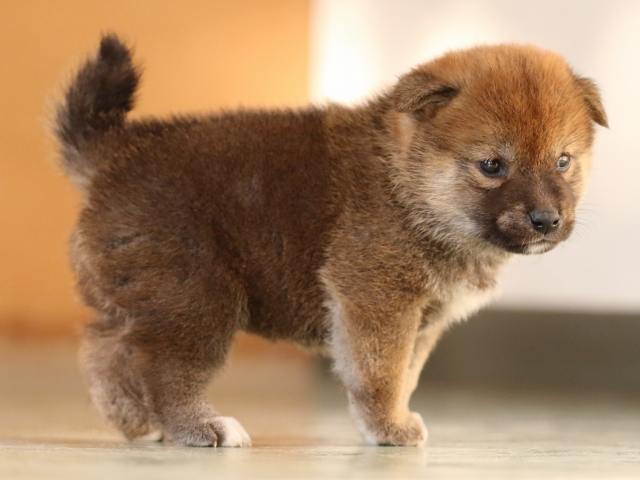 FP5A3506-puppy FP5A3506-puppy