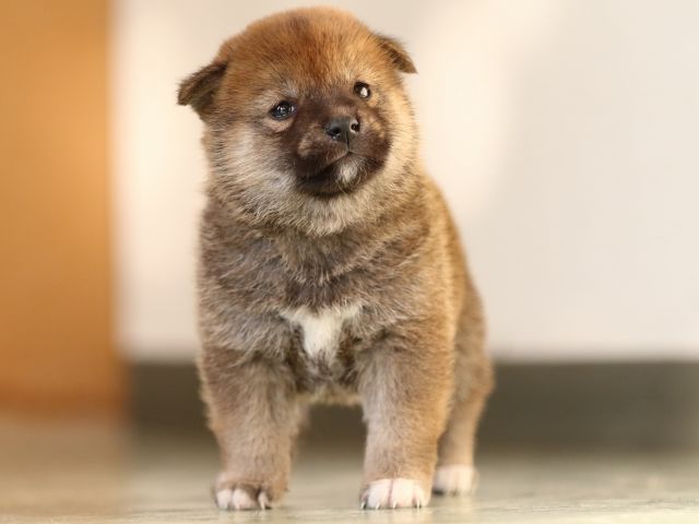 FP5A3521-puppy FP5A3521-puppy
