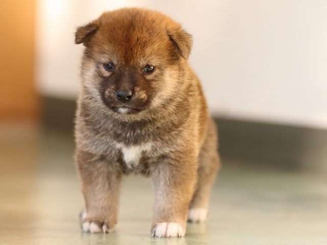 FP5A3526-puppy FP5A3526-puppy