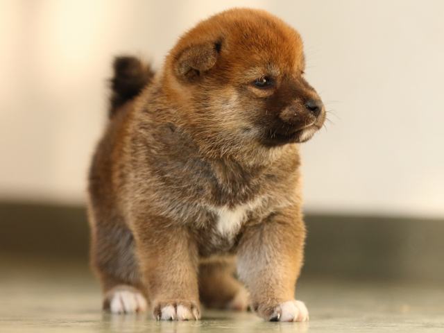 FP5A3544-puppy FP5A3544-puppy
