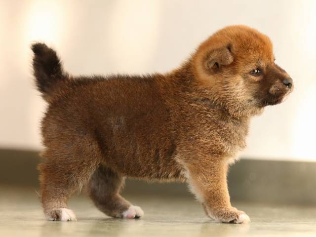 FP5A3547-puppy FP5A3547-puppy