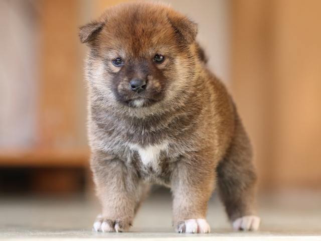 FP5A3565-puppy FP5A3565-puppy
