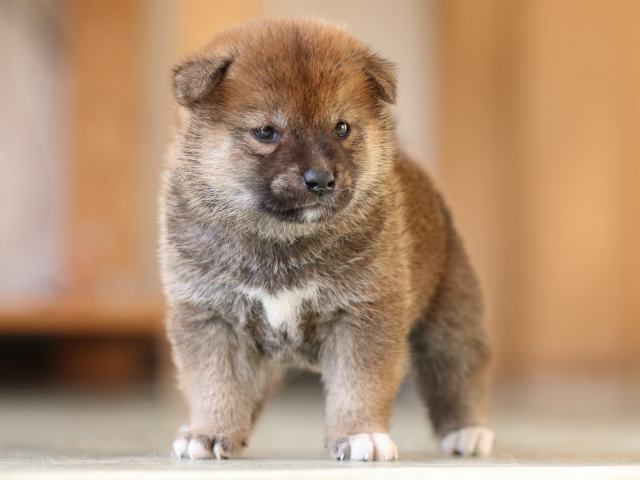 FP5A3566-puppy FP5A3566-puppy