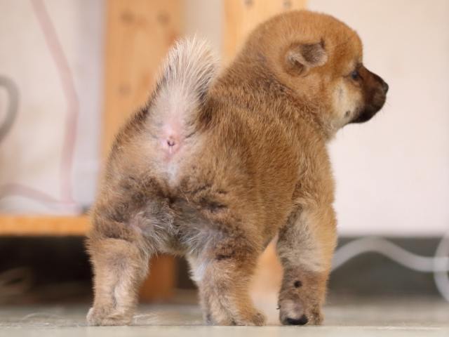 FP5A3576-puppy FP5A3576-puppy