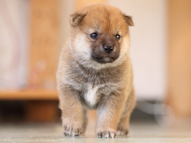 FP5A3583-puppy FP5A3583-puppy