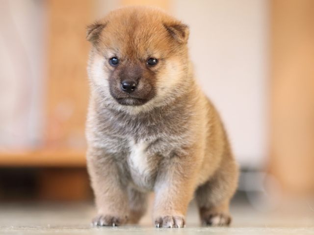 FP5A3588-puppy FP5A3588-puppy