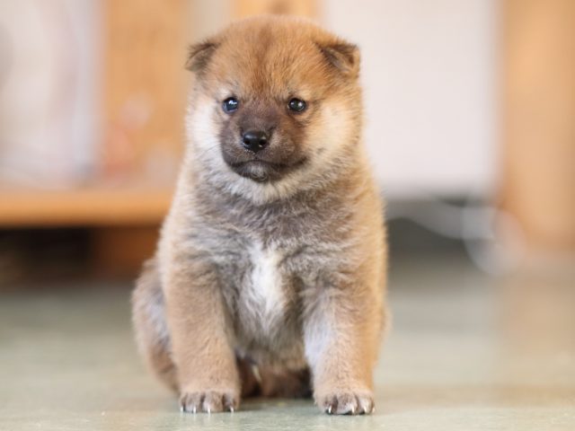 FP5A3604-puppy FP5A3604-puppy