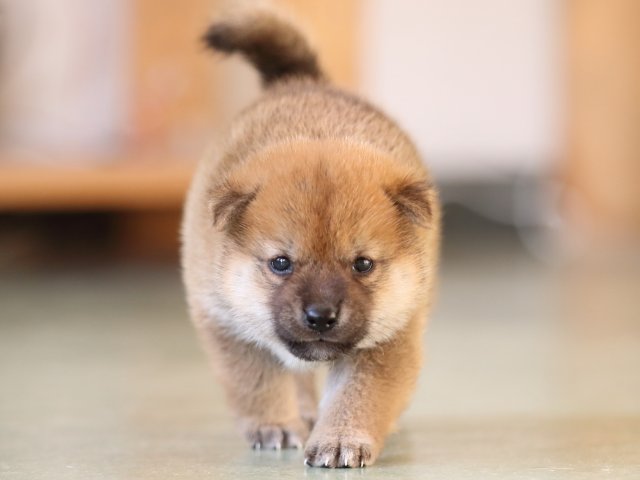 FP5A3609-puppy FP5A3609-puppy
