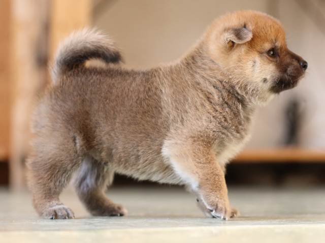 FP5A3643-puppy FP5A3643-puppy