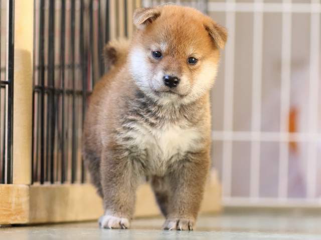 FP5A3756-puppy FP5A3756-puppy