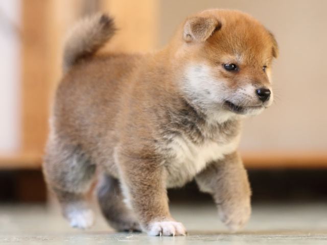 FP5A3775-puppy FP5A3775-puppy
