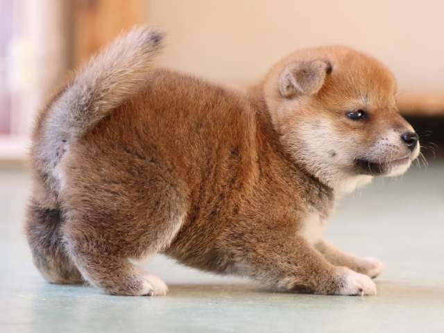 FP5A3816-puppy FP5A3816-puppy