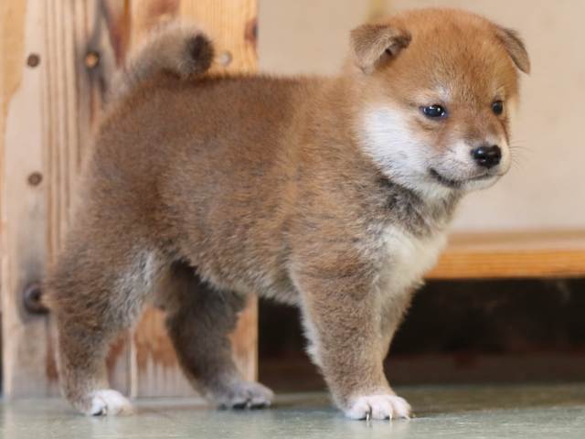 FP5A3836-puppy FP5A3836-puppy