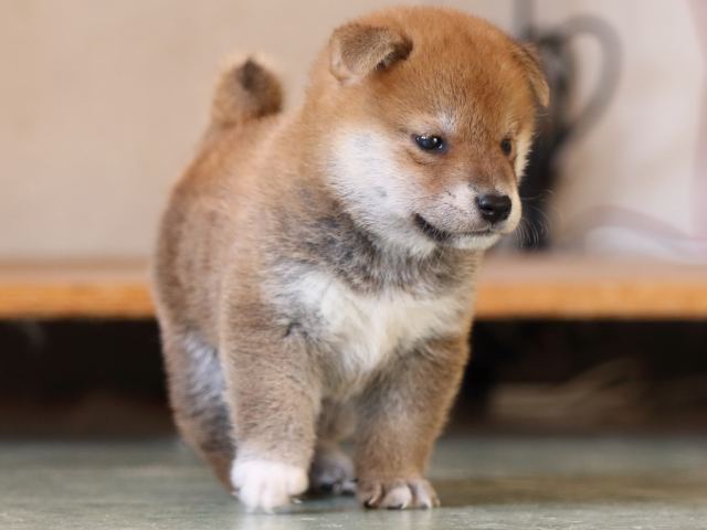 FP5A3846-puppy FP5A3846-puppy