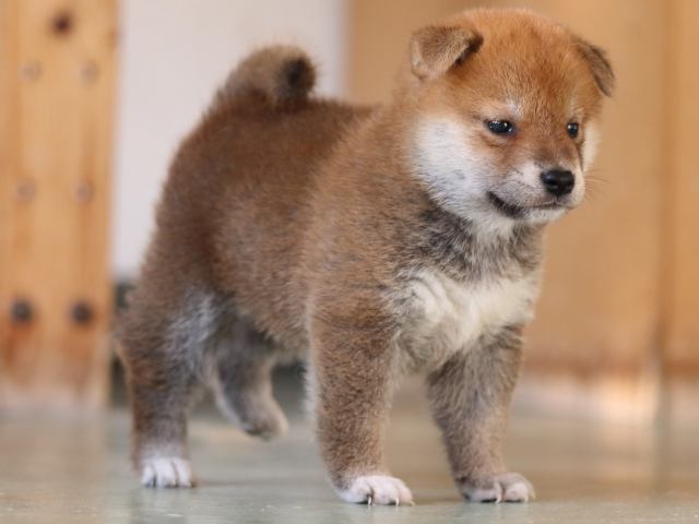 FP5A3861-puppy FP5A3861-puppy