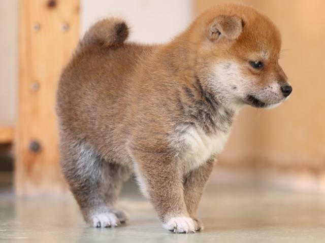 FP5A3865-puppy FP5A3865-puppy