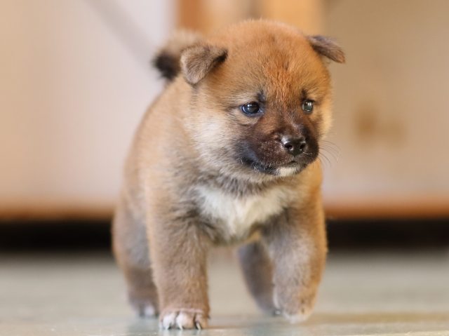 FP5A3890-puppy FP5A3890-puppy