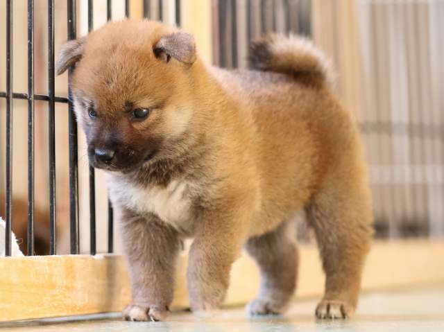 FP5A3904-puppy FP5A3904-puppy