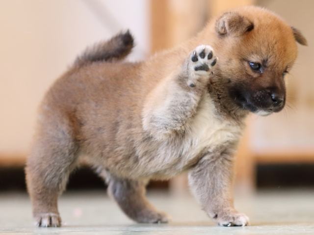 FP5A3916-puppy FP5A3916-puppy