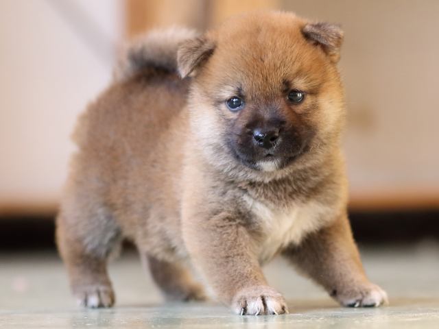 FP5A3927-puppy FP5A3927-puppy