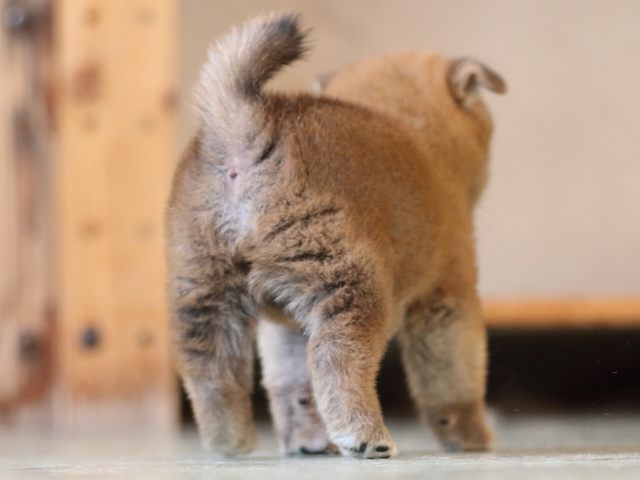 FP5A3934-puppy FP5A3934-puppy