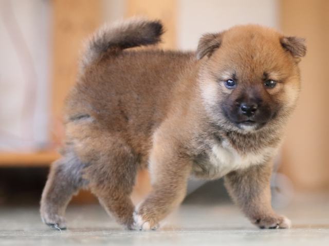 FP5A3950-puppy FP5A3950-puppy