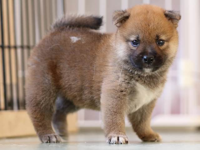 FP5A3982-puppy FP5A3982-puppy