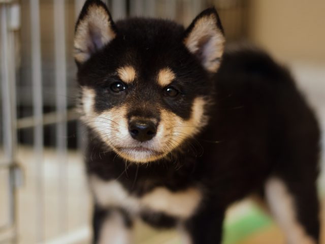 FP5A4007-puppy FP5A4007-puppy
